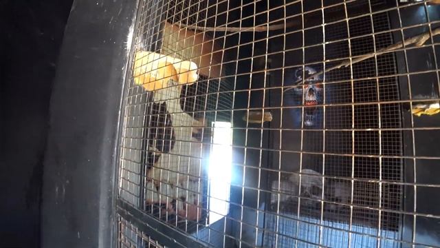 Гранд Аквариум в Хургаде. Отдых в Египте 2019. Хургада 2019. Рыбки красного моря. смотреть онлайн