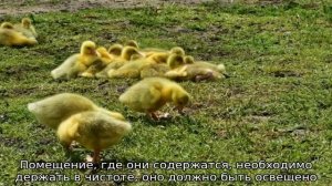 Гусята падают на ноги — лечение в домашних условиях
