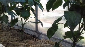 Как увеличить урожай перца// Формирование перца// Удобрение для перца