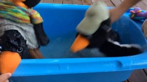 Mr Penguin has a bath part 2  featuring Bob and Jo!