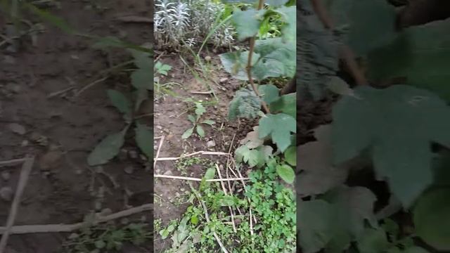 калина бульденеж размножение смотреть онлайн