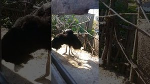 Самец и самки африканского страуса возле гнезда