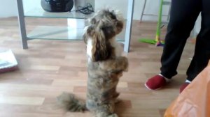 Говорящий Шит Цу