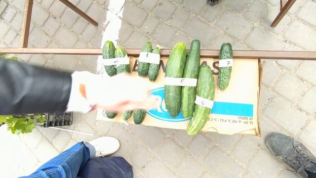 Самые лучшие гибриды огурцов для продажи. Есть победитель. смотреть онлайн