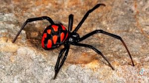 Spider 🕷 Latrodectus tredecimguttatus Dangerous! Чёрная Вдова Или Паук Каракурт Самый Опасный Паук