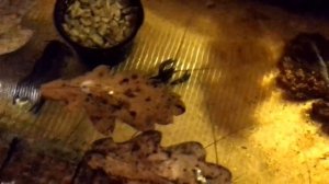 АККР, КОЛБАСА ИЛИ ГОРОХ, что любят австралийские раки