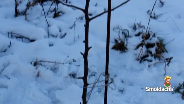 Подготовка сада к зиме. Защита молодых яблонь смотреть онлайн