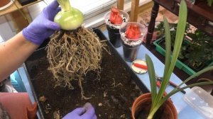 Ошибки при выращивании гиппеаструмов