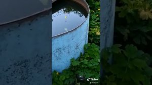 Рыбалка в бочке на даче:) видео не моё:)/Fishing in a barrel in the country :)