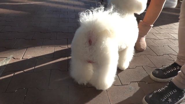 Солнечные собаки. Sunny dogs. Бишон фризе. Bichon Frize. смотреть онлайн