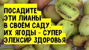 Посадите эти растения в своём саду. Их ягоды - настоящий супер-эликсир здоровья. Обзор сортов актини