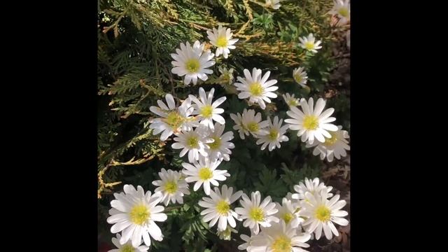 Цветение чарующей ветреницы Анемоны Бланда Уайт Сплендор(Anemone Blanda White Splendour).Видео