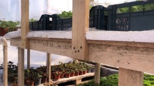 Увеличиваем полезную площадь  теплицы / как сделать эконом вариант стеллажей для теплицы