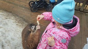 Настя и Саша кормят животных в контактном зоопарке