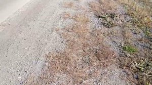 Сбор металлолома вдоль дорог. Что можно найти?