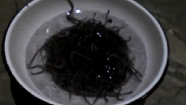 Корм для лягушек (жаб) и черепах. Заготавливаем червей на зиму. - Жиvой Уголок Наsти смотреть онлайн