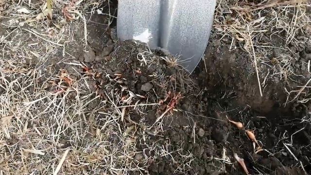 Хитрый способ быстрой уборки лука-севка