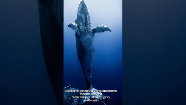 Интересные факты о животных!😳😁 смотреть онлайн