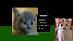 Недели котёнок серия 6 на tiktok