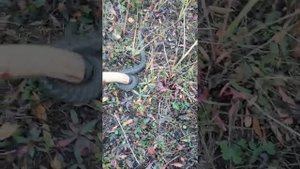 Гадюка степная.Пенза