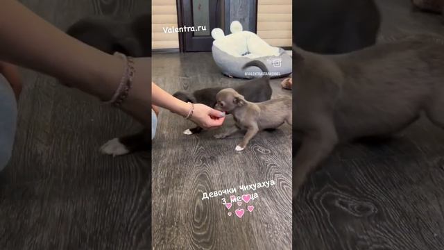 ??Голубая и Лиловая ЧИХУАХУА#chihuahua  #minichihuahua #chihua #чих #лиловыйчихуа #голубойчихуахуа