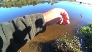 Пуля, грушка, джиг риг. Рыбалка на Чёрной речке.