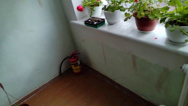 ОБЗОР ФУКСИЯ И ПЕЛАРГОНИЯ как они пережили зиму 30.03.2023 смотреть онлайн