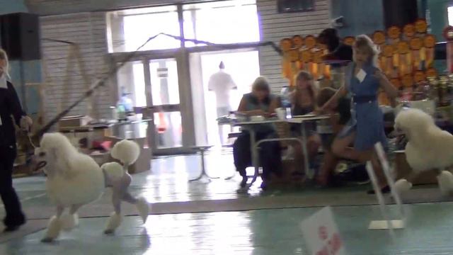 00072 Озерск 2013 моно пуделей. смотреть онлайн