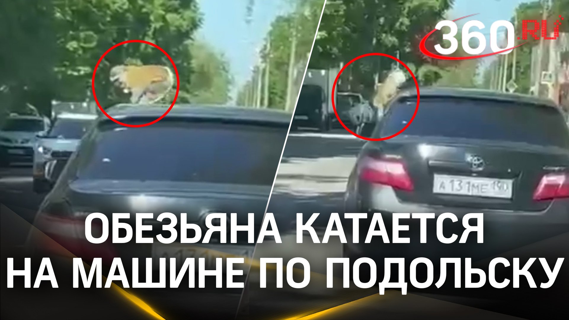 Счастливая мартышка из Подольска рассекает по городу на машине