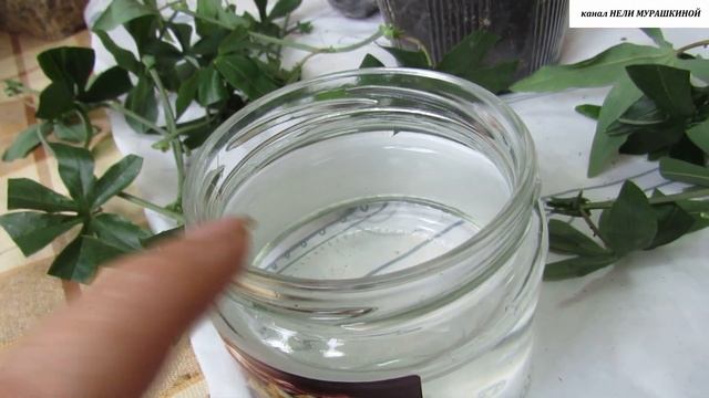 Укореняем черенки ПАСИФЛОРЫ. смотреть онлайн