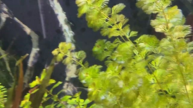 The pretty Cabomba - Plants for the Discus tank Series @FishLover108 смотреть онлайн