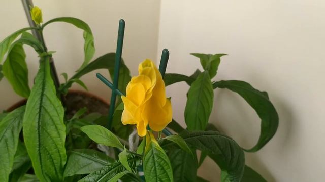 цветок пахистахис со свечками смотреть онлайн