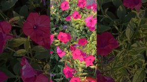 время стричь петунии.формирую Тайдал Вейв.