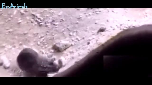 ЗМЕЯ ЕСТ ЧУПА ЧУПС SNAKE EATS CHUPA CHUPS, приколы с животными fun with animals #473 смотреть онлайн