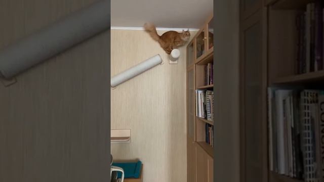 Котодромы от Мы Бобры в массы! Осчастливьте вашего котика!