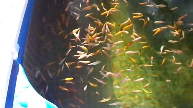 Карп Кои от икры до малька (15 см. за 5 месяцев). смотреть онлайн