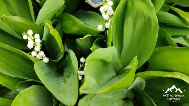 Ландыши , ландыши ! Lilies of the valley !