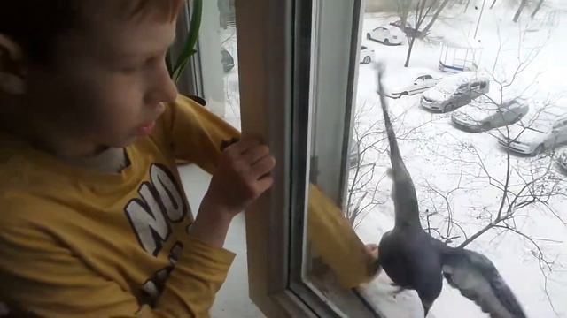 Кормление голубя из окна смотреть онлайн