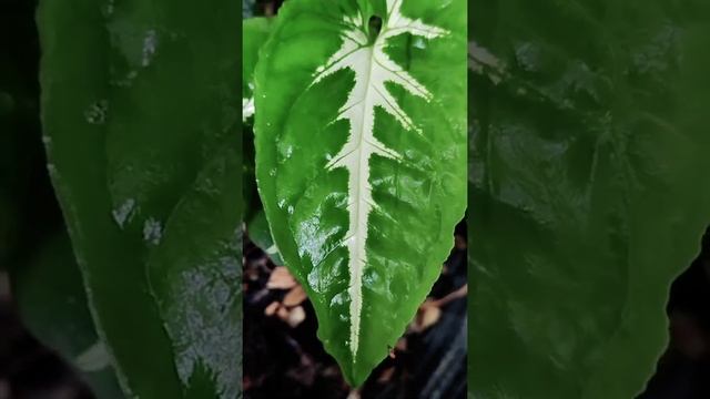 Syngonium Wendlandii