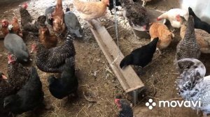 Как отпугнуть крыс и мышей от курятника. Яйцо молодок Борковской Барвистой ???