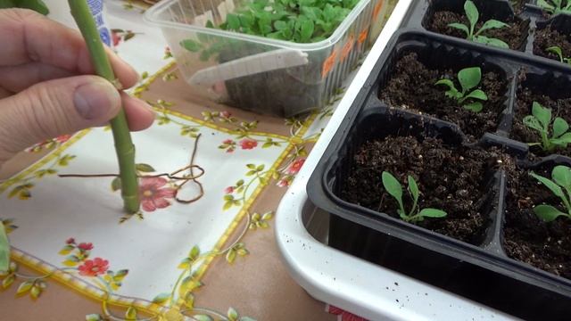 Медная проволока в огородничестве. смотреть онлайн