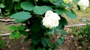 Гортензия древовидная, метельчатая Баттерфляй / Hydrangea arborescenss, paniculata Butterfly