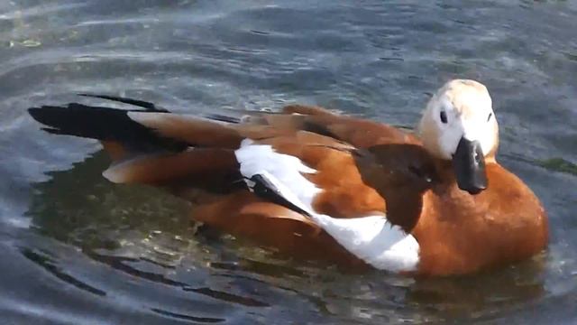 Пролетно събуждане смотреть онлайн