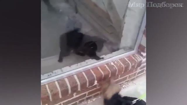 любимые котики, злой кот, кот крадется, крадущийся кот, коты мяукают, кот делает массаж