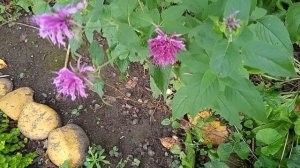 Утро на клумбе#шмелëк#манарда#релакс#пение птиц! ?