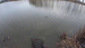 Карась прет! Все на рыбалку! Рыбалка 2020, март. Краснодарский край. Рыбалка на Кубани.