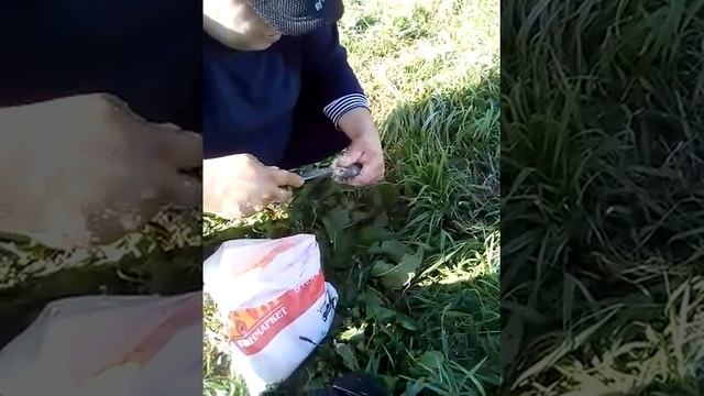 Как сохранить рыбу без холодильника смотреть онлайн