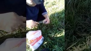 Как сохранить рыбу без холодильника