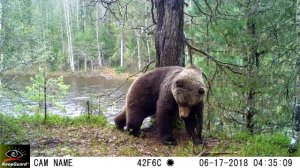 Почёсывания медведя (фотоловушка Печоро-Илычского заповедника)