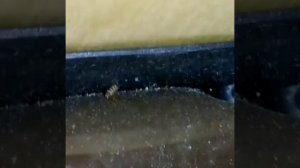 Обработка квартиры от кожееда.